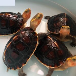 Turtles