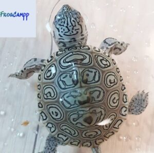 concentric diamondback terrapin