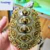 concentric diamondback terrapin for sale