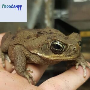 Cane Toad for sale
