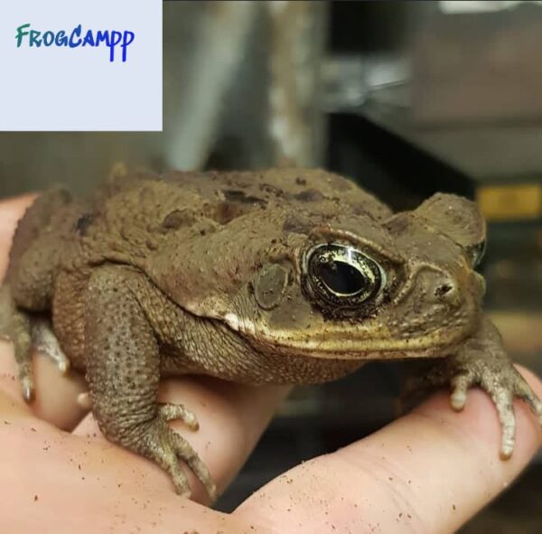 Cane Toad for sale