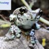 amazon milk tree frog