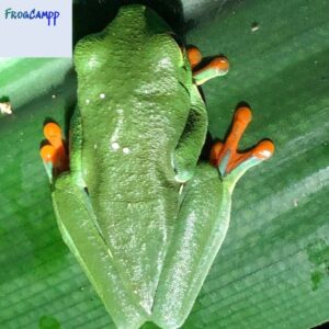 red eyed tree frogs for sale