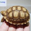 sulcata tortoise for sale near me