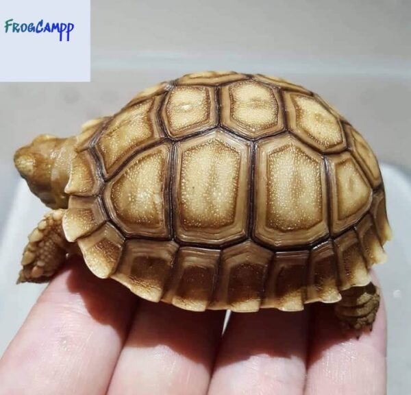 sulcata tortoise for sale near me