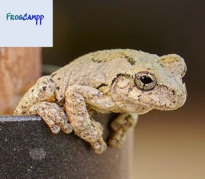 Grey Tree Frogs for sale