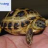 russian tortoise for sale near me