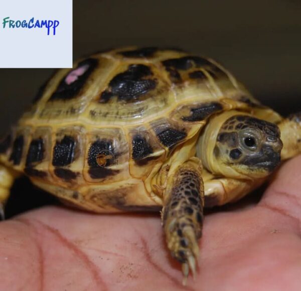 russian tortoise for sale near me