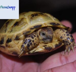 russian tortoise for sale near me