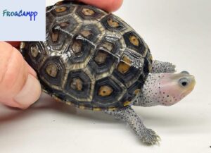 ornate diamondback terrapin for sale