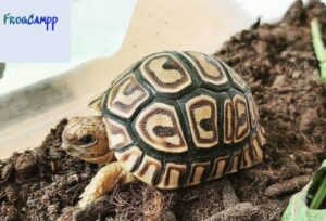 african leopard tortoise