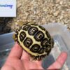 african leopard tortoise