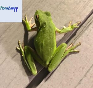 american green tree frog for sale