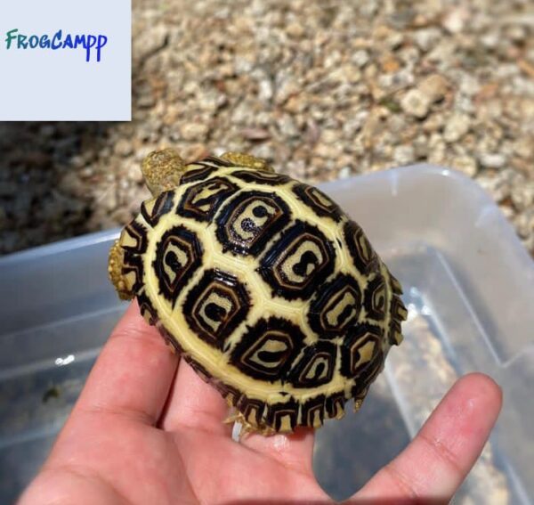 african leopard tortoise