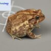 american toad for sale