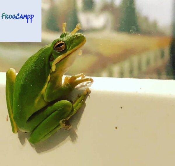 american green tree frog for sale