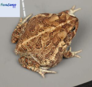 american toad for sale