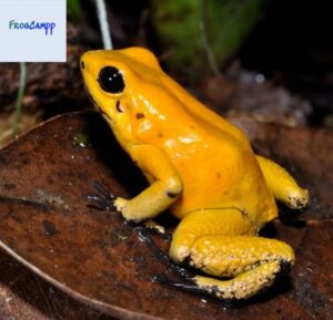 the golden poison dart frog