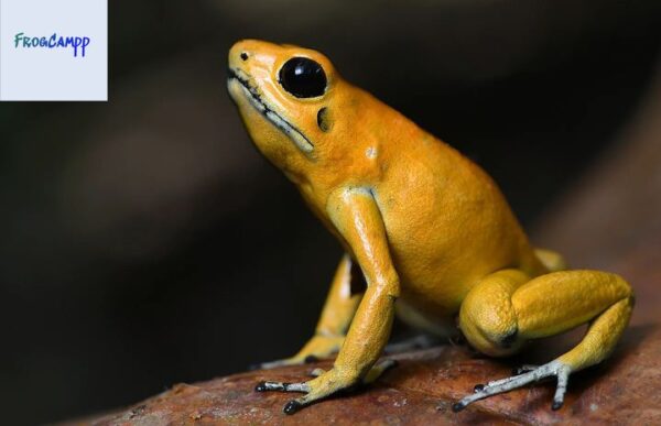 the golden poison dart frog