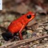 strawberry poison frog