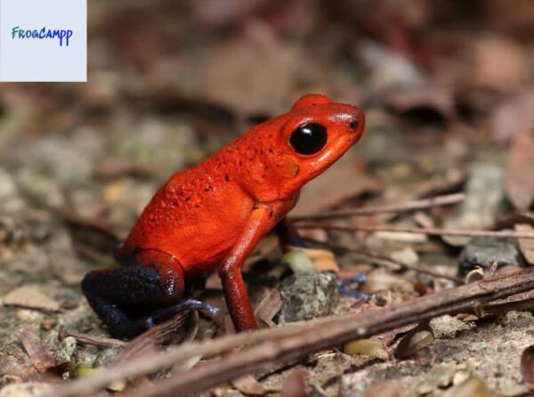 strawberry poison frog