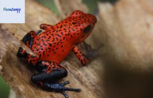 strawberry poison frog