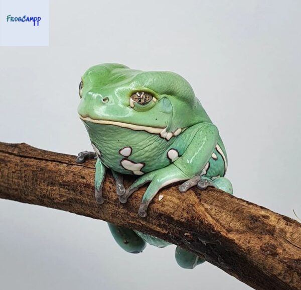 waxy monkey tree frog for sale