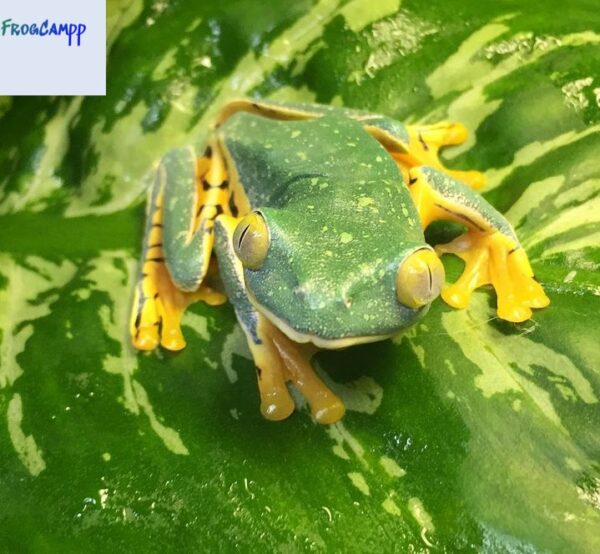 splendid leaf frog for sale