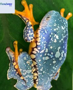 fringed leaf frog for sale