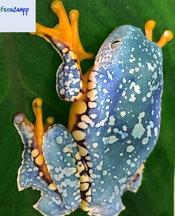 fringed leaf frog for sale Pet Frogs Reptiles, Rehome Buy and Sell