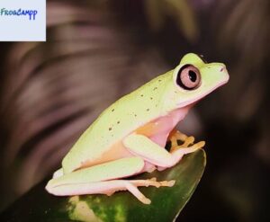 Lemur Leaf Frog for sale