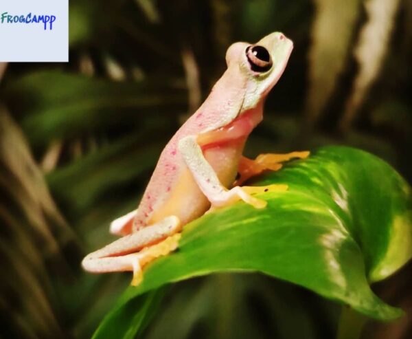 Lemur Leaf Frog