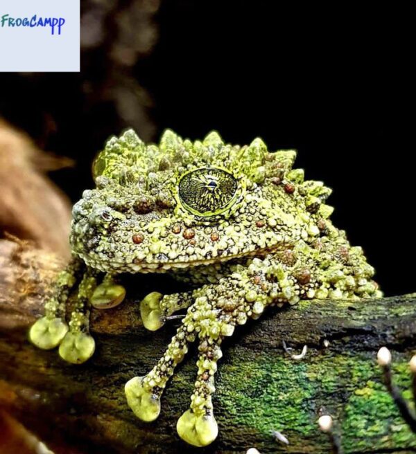 Vietnamese Mossy frogs for sale
