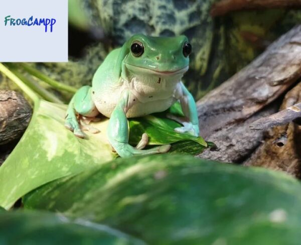 white tree frog for sale