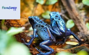 Dendrobates tinctorius azureus for sale