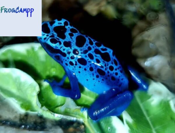 Dendrobates tinctorius azureus for sale