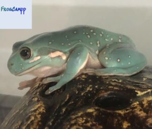 snowflake white tree frog for sale