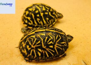 florida box turtle for sale