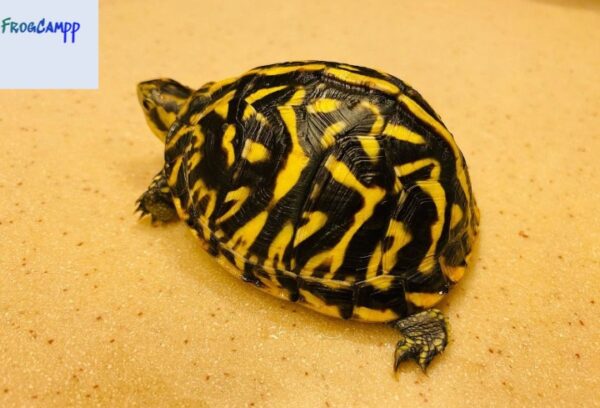 florida box turtle for sale