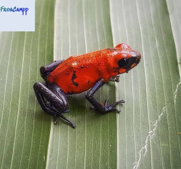 oophaga blue jeans for sale