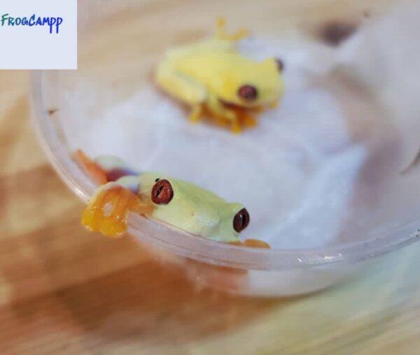 albino red eyed tree frog for sale