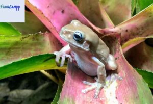 honey white tree frog for sale