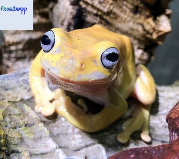 honey white tree frog for sale