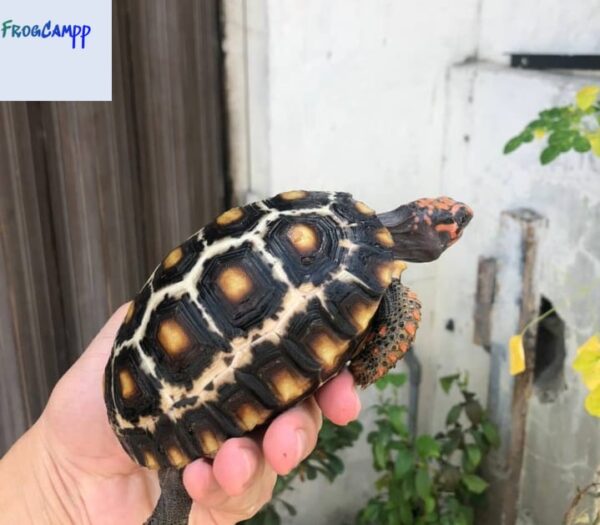 Marble cherryhead tortoise