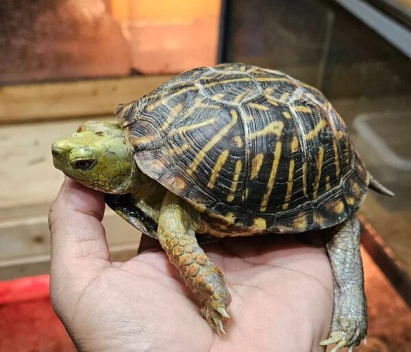 ornate box turtle for sale