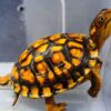 eastern box turtle for sale