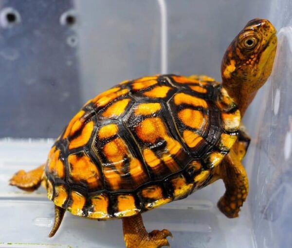 eastern box turtle baby