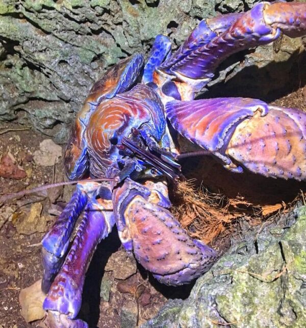 coconut crab for sale